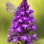 Anacamptis pyramidalis - Polyommatus icarus