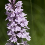 Dactylorhiza maculata