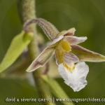 Epipactis palustris