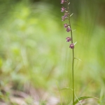 Epipactis atrorubens