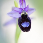 Ophrys drumana