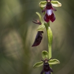 Ophrys insectifera