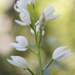 Cephalanthera longifolia