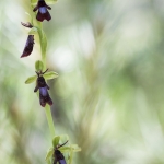 Ophrys insectifera