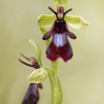 Ophrys insectifera