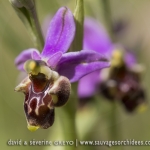 Ophrys pseudoscolopax