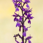 Orchis mascula