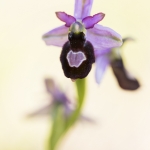 Ophrys drumana