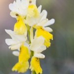 Orchis pauciflora