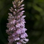 Dactylorhiza fuchsii