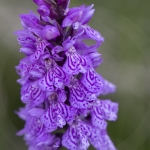 Dactylorhiza fuchsii