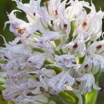 Neotinea lactea