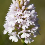 Anacamptis pyramidalis