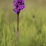 Dactylorhiza alpestris