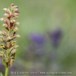 Dactylorhiza viridis