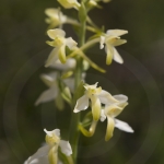 Platanthera bifolia