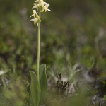 Platanthera bifolia