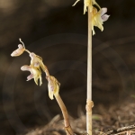 Epipogium aphyllum