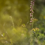 Epipactis atrorubens