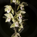 Epipactis purpurata