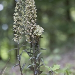 Epipactis purpurata