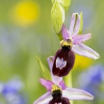 Ophrys drumana