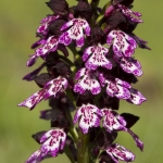 Orchis purpurea