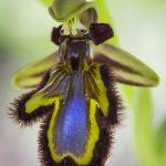 Ophrys ciliata