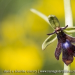 Ophrys insectifera