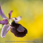 Ophrys drumana