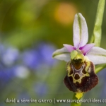 Ophrys fuciflora