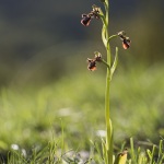 Ophrys ciliata