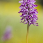 Orchis militaris