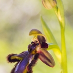 Ophrys speculum