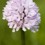 Neotiniea tridentata