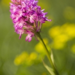 Anacamptis pyramidalis