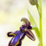 Ophrys ciliata