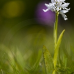 Orchis militaris