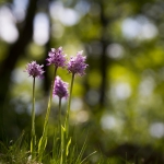 Orchis simia