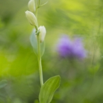 Cephalanthera damosonium