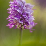 Orchis simia