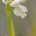 Orchis provincialis