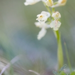 Orchis provincialis