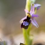 Ophrys drumana