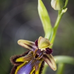 Ophrys speculum