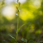 Cephalanthera damosonium