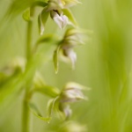 Epipactis neglecta