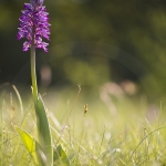 Orchis militaris