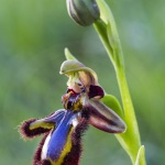 Ophrys ciliata