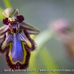 Ophrys speculum